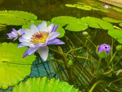 -国家植物园南园