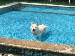 -汪说喵讲宠物乐园宠物酒店(红星美凯龙店)