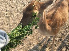 -北京麋鹿生态实验中心