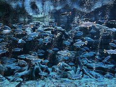 -海合安武汉极地海洋公园