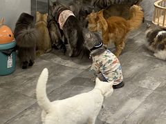 -楼上猫咖(罗湖店)
