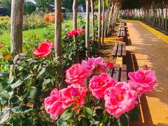 -武汉紫薇都市田园