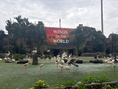 -新加坡飞禽公园
