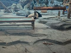 -武汉动物园