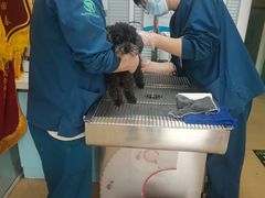 -瑞派·关忠动物医院·猫专科·犬专科(三环新城店)