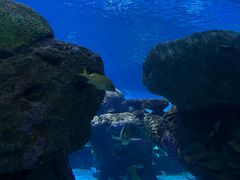 -瑞普利水族馆