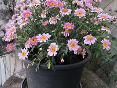 -秀儿家の小确幸花园西餐厅