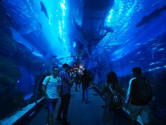 -迪拜水族馆及水下动物园