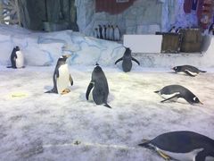 -芜湖新华联大白鲸海洋公园