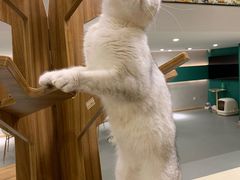 -飞行喵MR PILOT|猫舍·猫咖(静安大融城店)