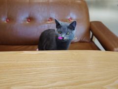 -藏猫猫咖啡主题馆(中央大道店)