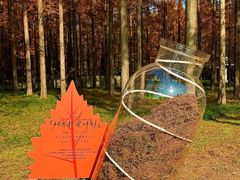 -黄海国家森林公园