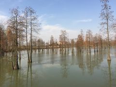 -池杉湖湿地公园