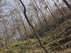 -广州市石门国家森林公园