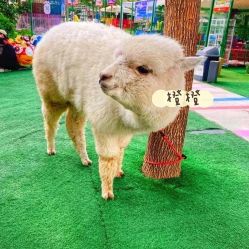 -萌宠亲子动物乐园(槐房万达店)