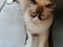 -猫色咖啡·猫咖