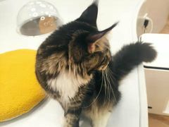 -COLOR PETS 撸猫馆·购猫·猫咖(长风大悦城店)