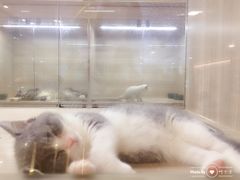 -飞行喵MR PILOT|猫舍·猫咖(静安大融城店)