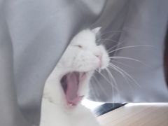 -喵园·猫主题咖啡厅·撸猫·猫咖(国贸店)