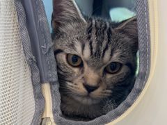 -纳吉亚猫专科动物医院·北北分院