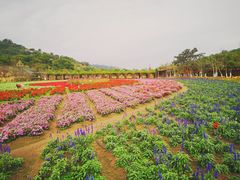 -丹樱生态园