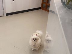 -共舞时光猫咖·狗咖(新街口店)