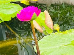 -国家植物园南园