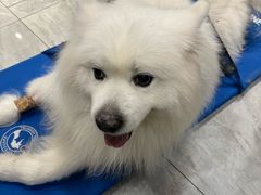 -北京派仕佳德动物医院·超导核磁·CT·神经科·骨科·内外科·急重症管理中心
