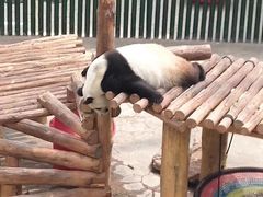 -沈阳森林动物园