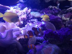 -悉尼海洋生物水族馆