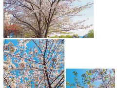 -高东镇樱花园