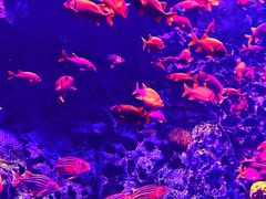 -珠海长隆海洋王国