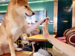 -more than meow吴止猫主题餐厅(承德 中船汇店)