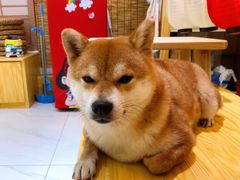 -柴源莊·柴小宠柴犬咖啡