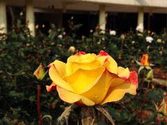 -人民公园(罗湖区)