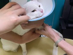 -乖乖宠物医院·猫科·急重症中心(车站北路分院)