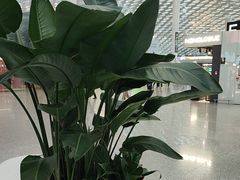 -平安银行深圳机场贵宾厅