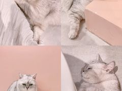 -猫儿山۰猫主题餐厅
