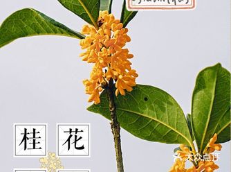 秋天的氛围感：你的城市有桂花香味吗？