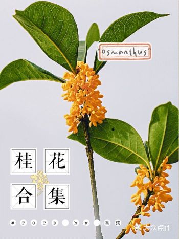 秋天的氛围感：你的城市有桂花香味吗？