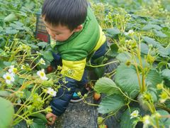 -小鱼草莓采摘园农家乐·小鱼餐厅