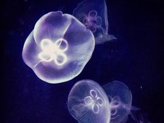 -上海海洋水族馆