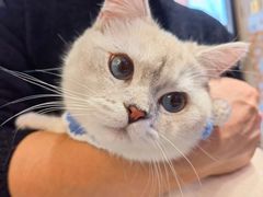 -山宅一喵德文卷毛猫舍