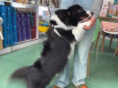 -东方动物医院·宠保定点·骨科·转诊中心(春城路·昆明站分院)