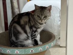 -瑞派名望24h动物医院异宠专科·猫专科·骨科·重症监护分院