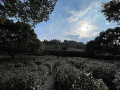 -树山生态村