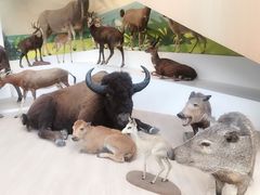 -陕西自然博物馆