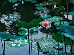 -荔湾湖公园