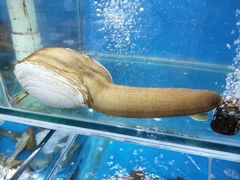 -金渔村海鲜烧烤大排档