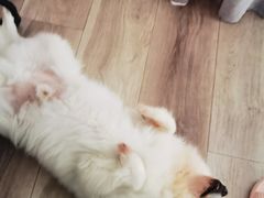 -瑞鹏宠物医院·骨科·猫科·内科(第一中心)